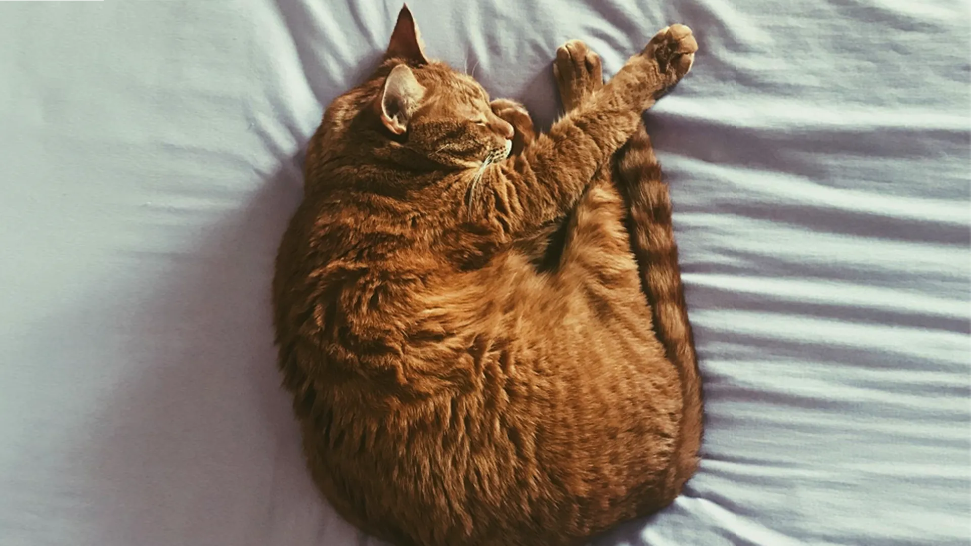 Caso: RELAXING PETS